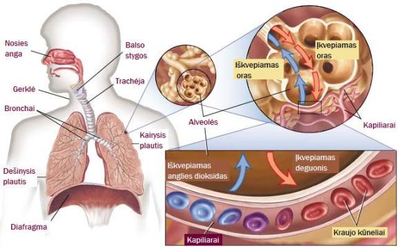diafragmos kvėpavimas su hipertenzija